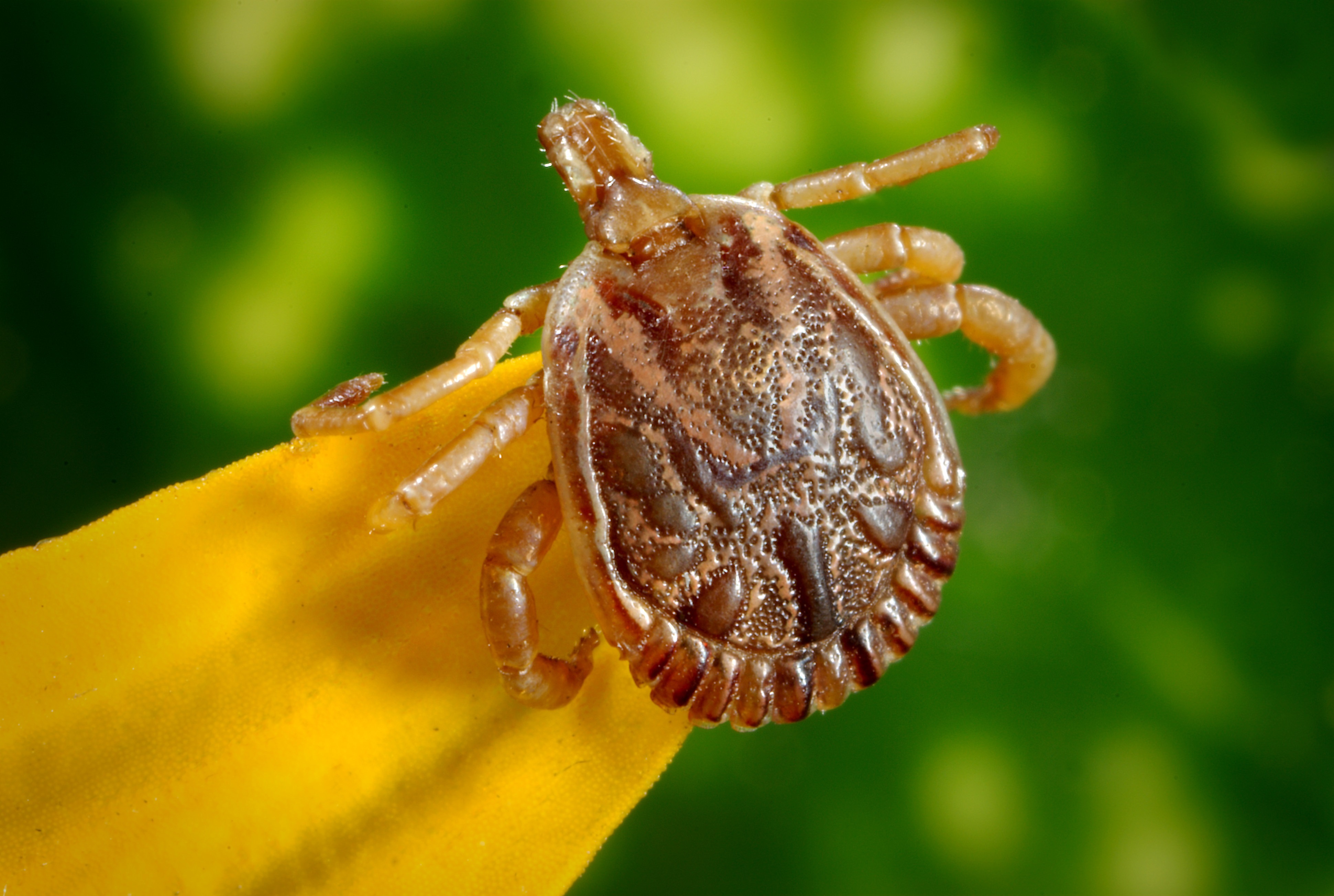 Tick-Safe Strategies for Outdoor Activities in NH, 6:30pm