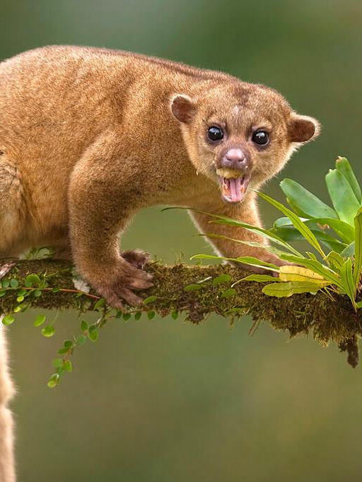 Kinkajou