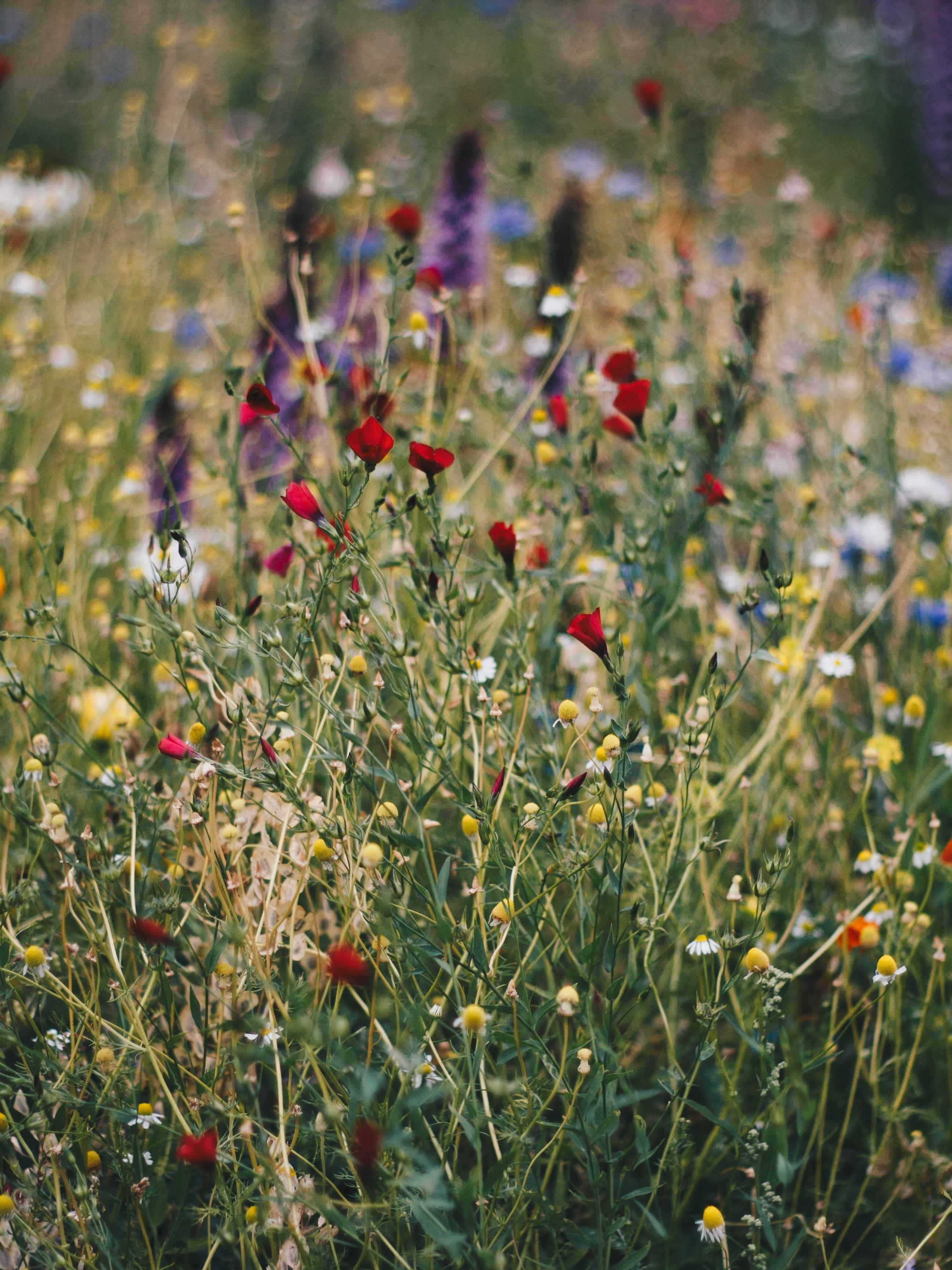 Wild Flowers