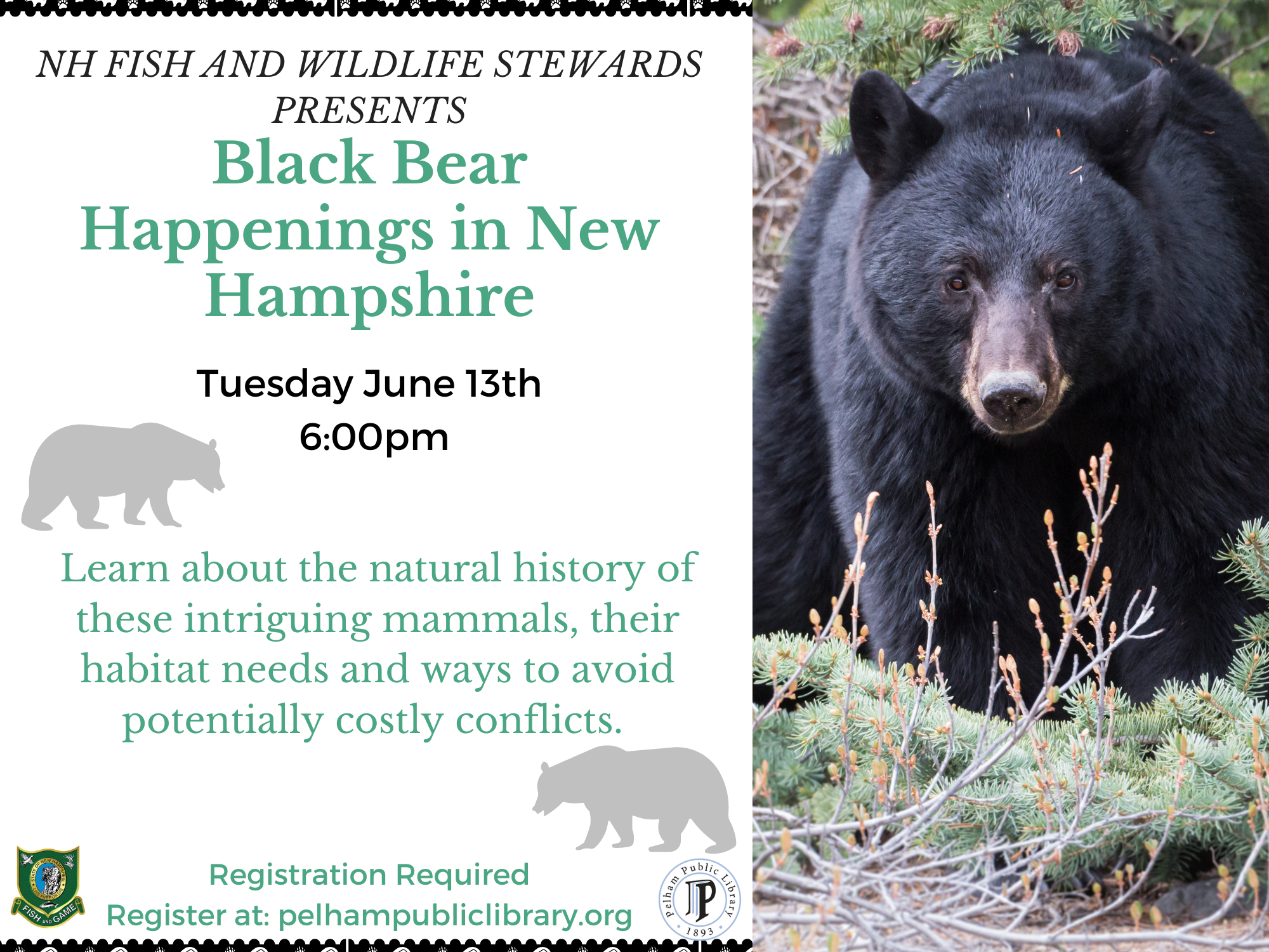 Black Bear Happenings in New Hampshire, June 13th, 6:00pm