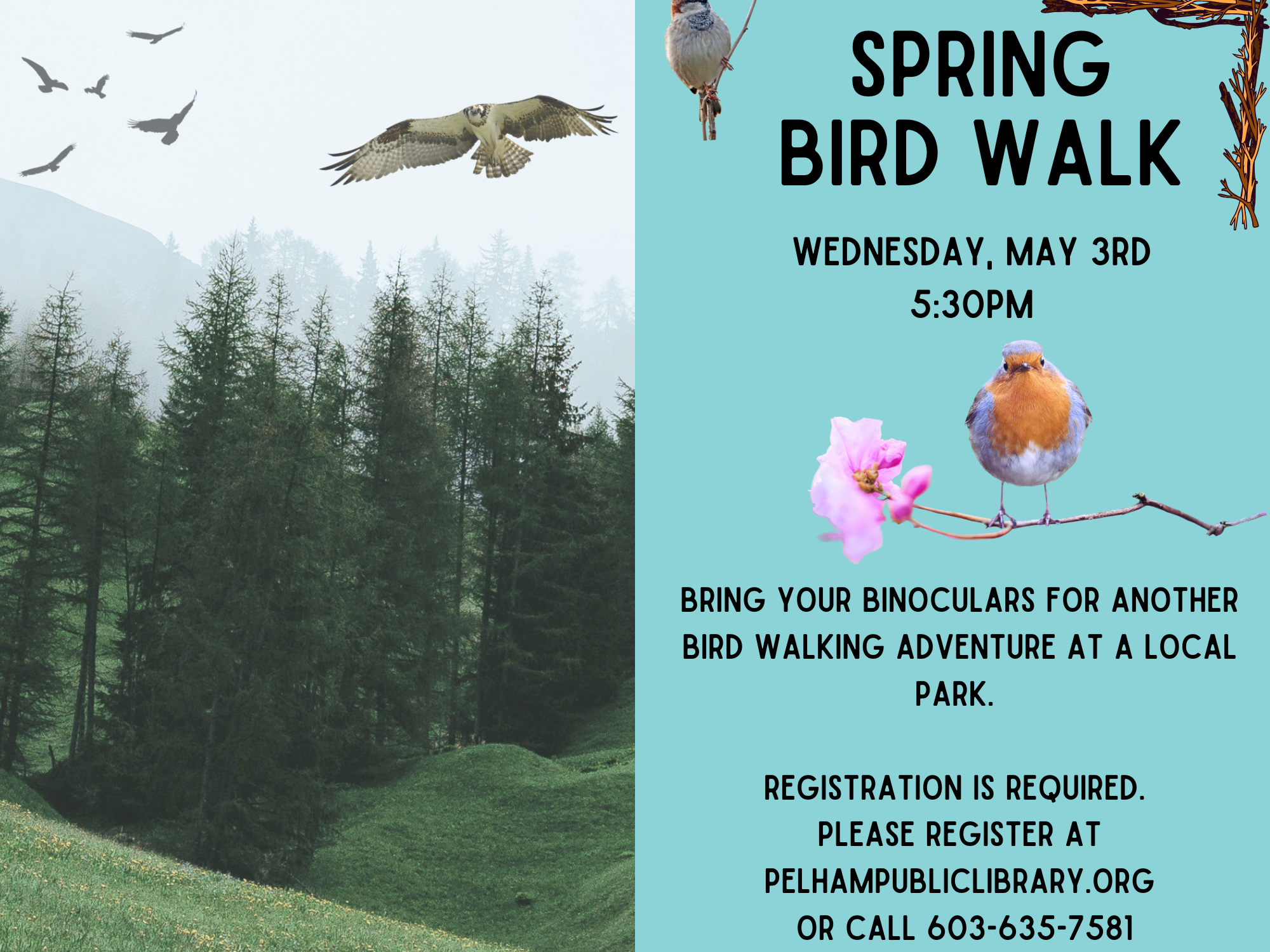Spring Bird Walk, Wednesday, May 3rd 5:30pm